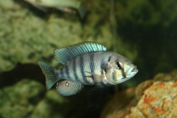 Neochromis omnicaeruleus Makobe