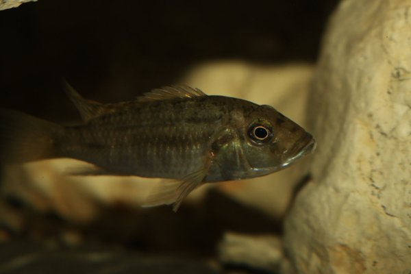 Thorachochromis brauschi, 5-7cm