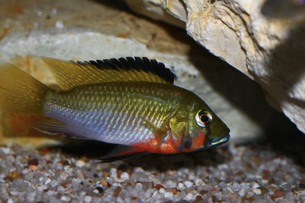 Thorachochromis brauschi, 5-7cm
