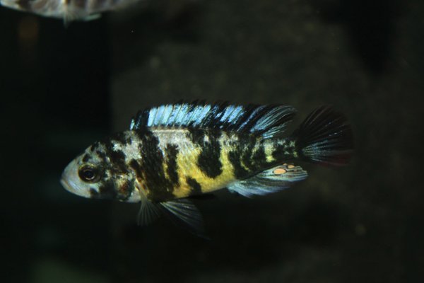 Lipochromis melanopterus Makobe, MC/OB