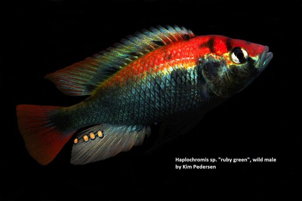 Haplochromis sp. Ruby Green