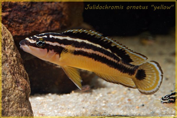 Julidochromis ornatus yellow Zaire 4-5cm