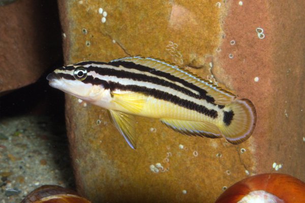 Julidochromis ornatus yellow Zaire 4-5cm