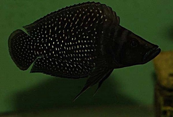 Altolamprologus calvus black pectoral Lupota