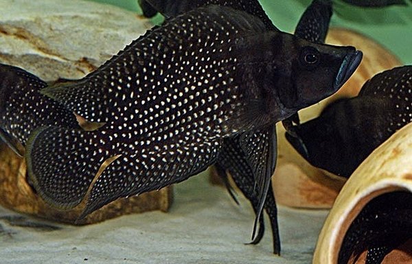Altolamprologus calvus black Zair