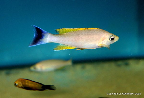 Cyprichromis coloratus Mbita