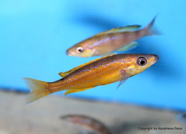 Cyprichromis microlepidotus sp. Bemba
