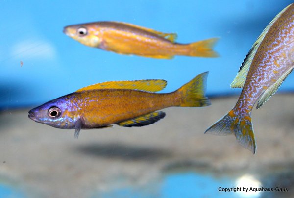 Cyprichromis microlepidotus sp. Bemba