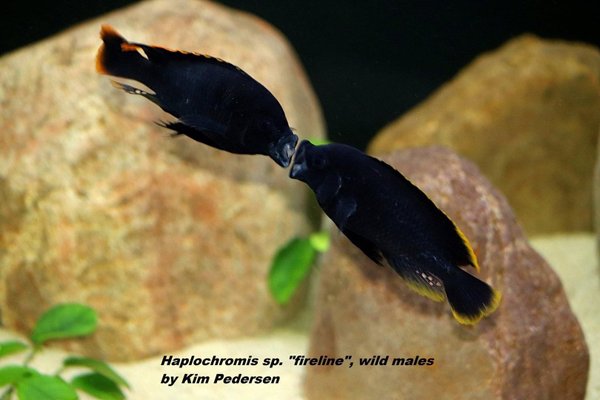 Haplochromis sp. "fireline" The Nile