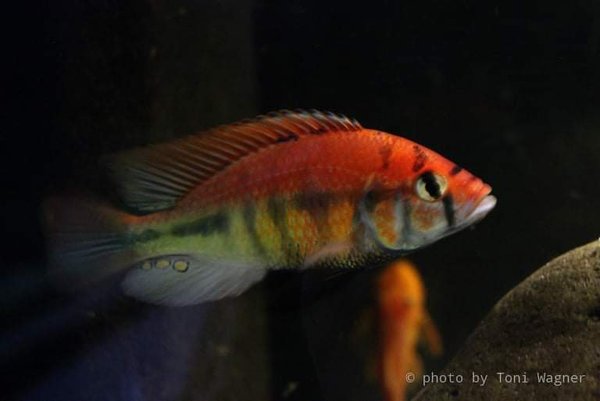 Haplochromis rainbow Lake Nawambasa
