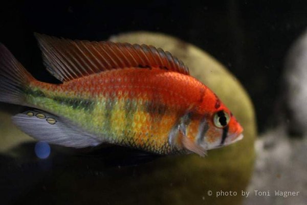 Haplochromis rainbow Lake Nawambasa