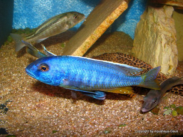Buccochromis spectabilis
