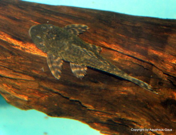 Schilderwels Hypostomus plecostomus, 7-9cm