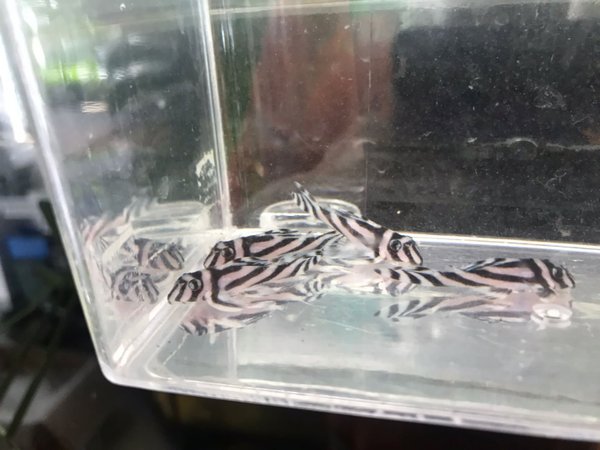 L46 Hypancistrus zebra, 4-6cm