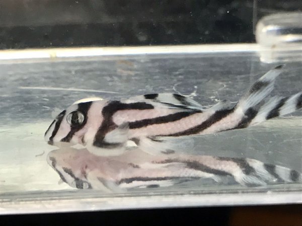 L46 Hypancistrus zebra, 4-6cm