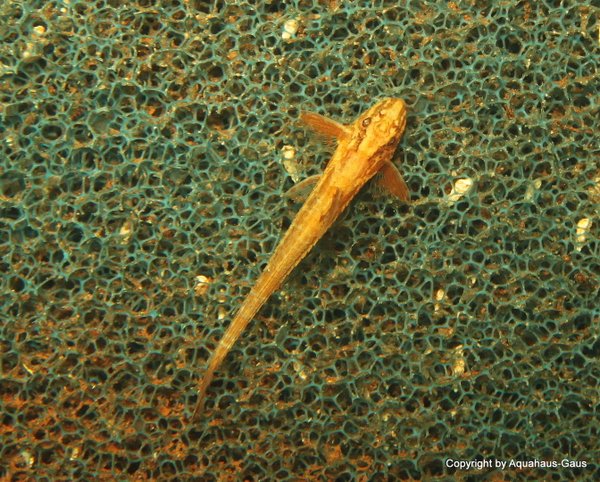 Rineloricaria sp. Red ( L10a )