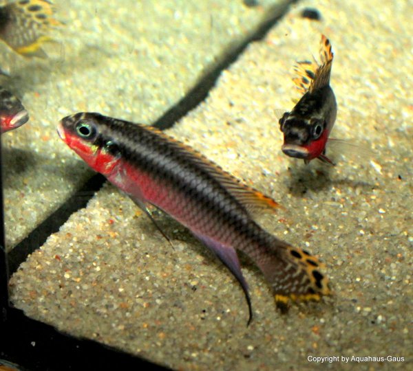 Pelvicachromis taeniatus Nigeria Red 4-6cm