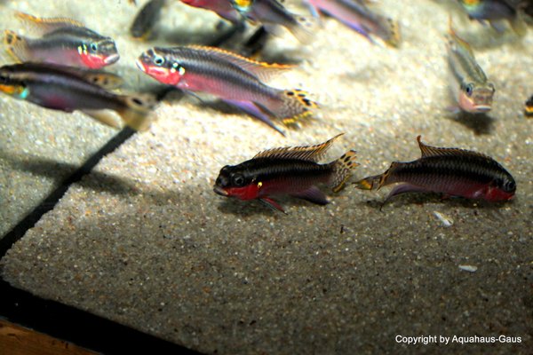 Pelvicachromis taeniatus Nigeria Red 4-6cm