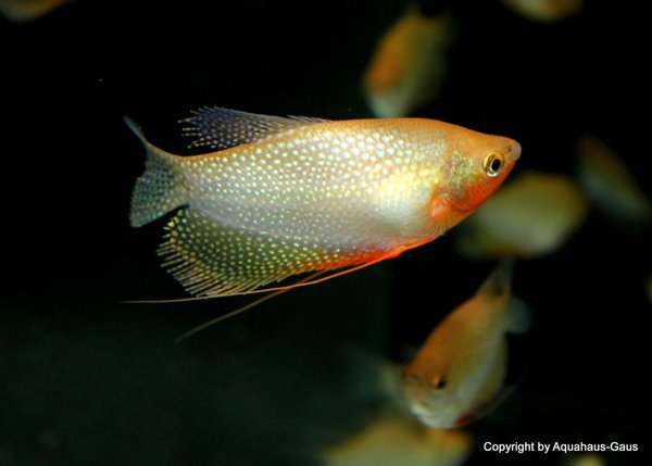 Trichogaster leeri Gold / Goldener Mosaik Fadenfisch, XXL 8-10cm