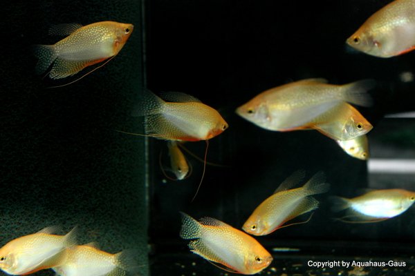 Trichogaster leeri Gold / Goldener Mosaik Fadenfisch, XXL 8-10cm