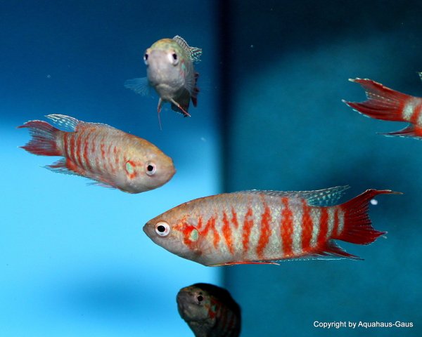 Macropodus opercularis Red / Roter Paradiesfisch, 4-6cm