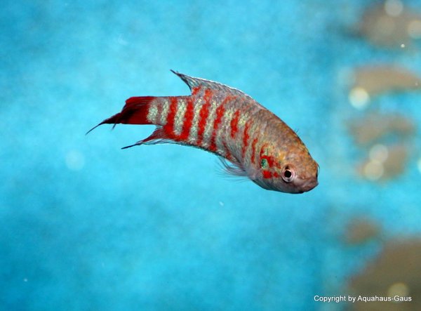 Macropodus opercularis Red / Roter Paradiesfisch, 4-6cm