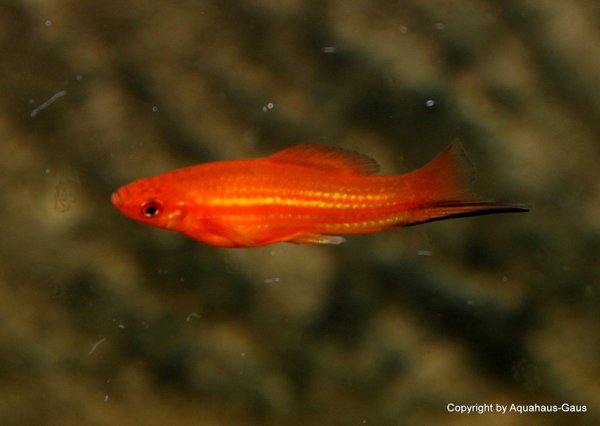 Xyphophorus helleri  Red/ Schwertträger Red, 4-6cm