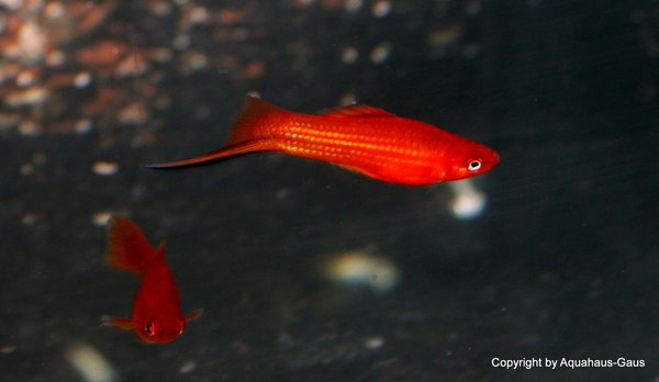 Xyphophorus helleri  Red Wagtail / Schwertträger Red Wagtail, 4-6cm
