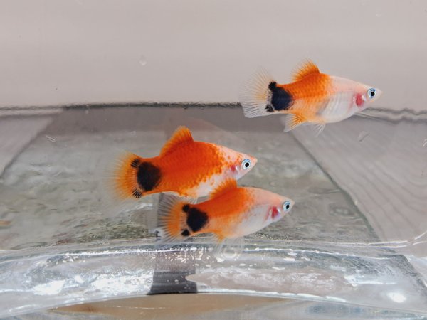 Platy Red & White Mickey Mouse 4-5cm