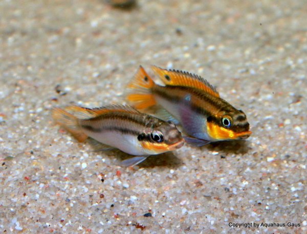 Pelvicachromis taeniatus Lobe, 3-5cm
