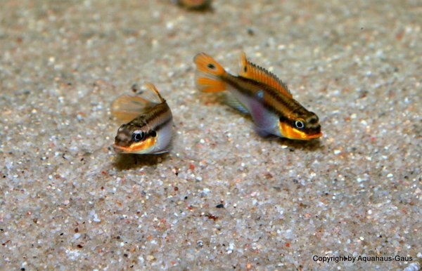 Pelvicachromis taeniatus Lobe, 3-5cm