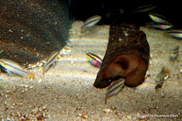 Pelvicachromis pulcher / Purpurprachtbuntbarsch, 3-5cm
