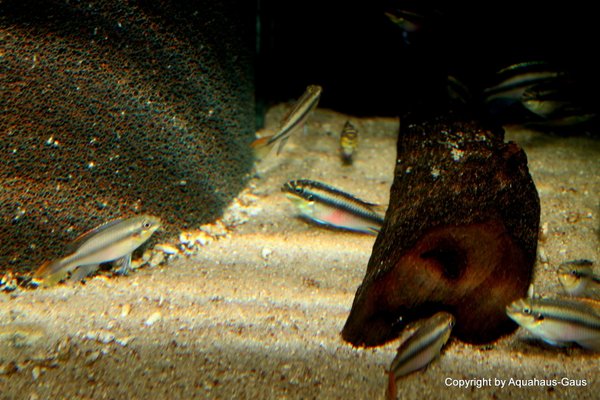 Pelvicachromis pulcher / Purpurprachtbuntbarsch, 3-5cm