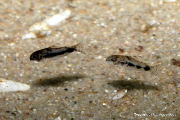Corydoras habrosus / Schachbrett-Zwergpanzerwels 1,5-2cm