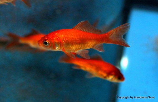 Carassius auratus Red / Goldfisch Rot 4-6cm
