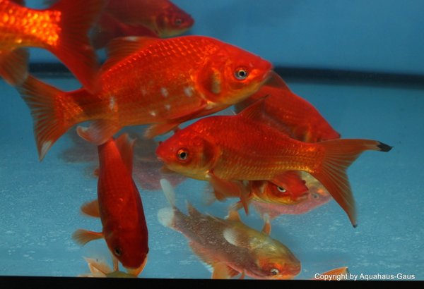 Carassius auratus Red / Goldfisch Rot 4-6cm