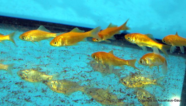 Carassius auratus Gelb Deutsche NZ / Goldfisch Gelb 4-6cm