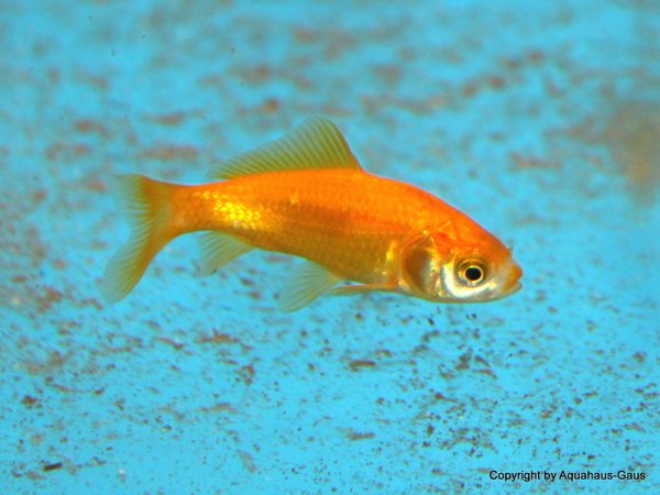 Carassius auratus Gelb / Goldfisch Gelb 4-6cm