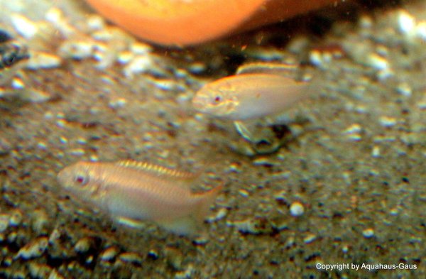 Pelvicachromis pulcher / Gold ALBINO 3-4cm