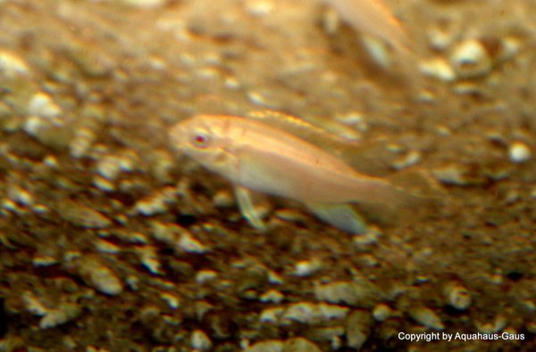 Pelvicachromis pulcher / Gold ALBINO 3-4cm