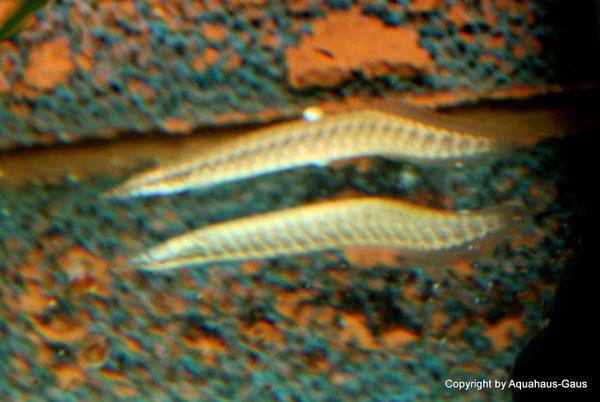 Mastacembelus circumcinctus Gürtel-Stachelaal, 5-8cm