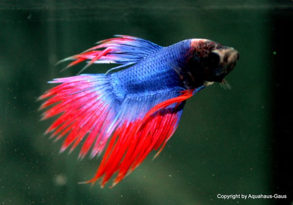 Betta splendens  Male /  Crowntail  Blue Red