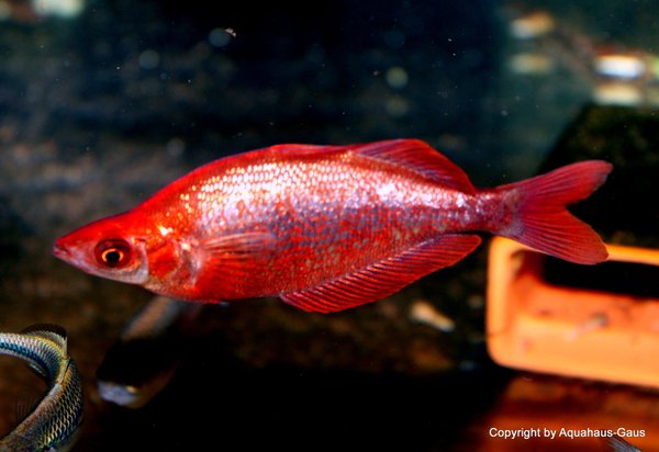 Glossolepis incisus / Lachsroter  Regenbogenfisch  8-11cm