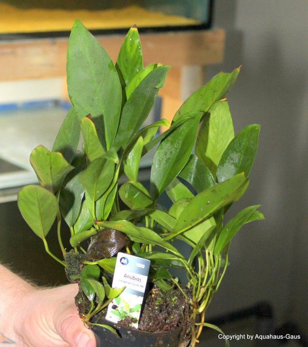 Anubias congensis - Mutterpflanze