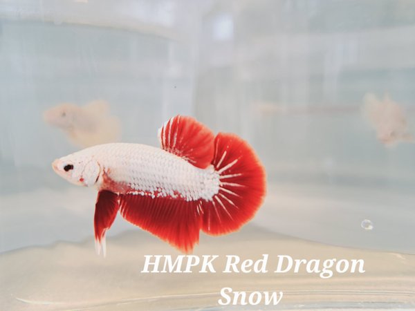 Betta splendens Mann /  Plakat Halfmoon Red Dragon Snow