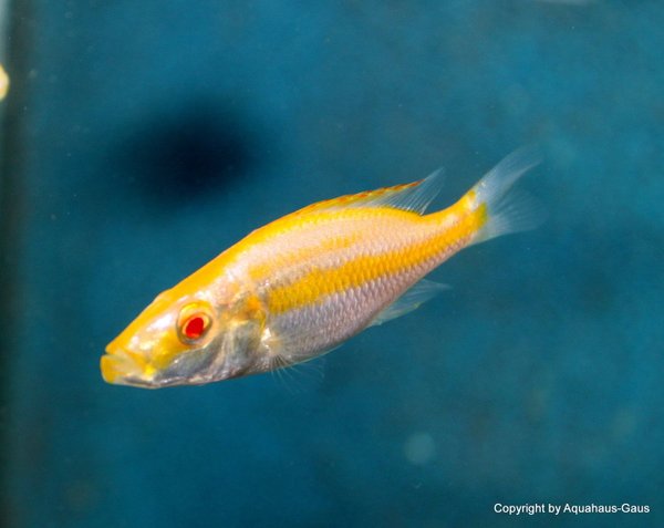 Dimidiochromis compressiceps ALBINO