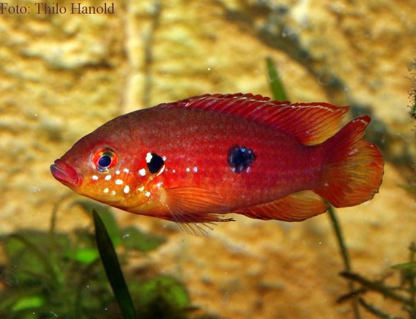 Rubricatochromis cf. lifalili „Moanda“ 7-9cm