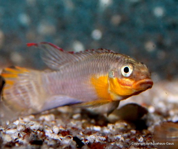 Pelvicachromis taeniatus Moliwe 4-6cm