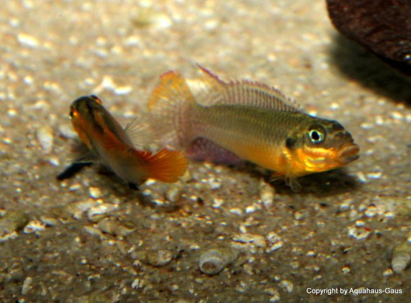 Pelvicachromis taeniatus Dehane 4-6cm