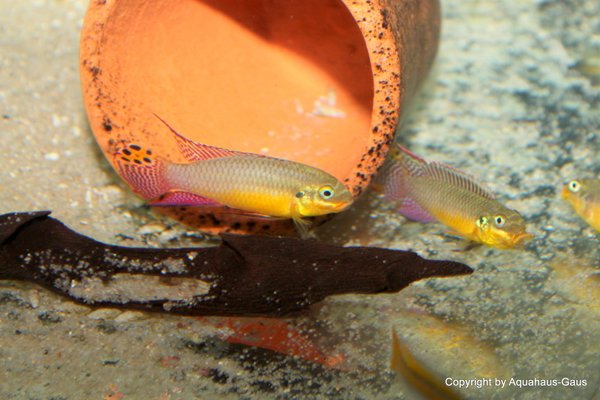 Pelvicachromis taeniatus Dehane 4-6cm